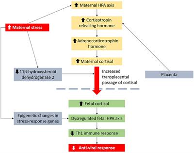 Associations Between Maternal Distress During Early Life Periods and Offspring Respiratory Infections and Allergic Outcomes